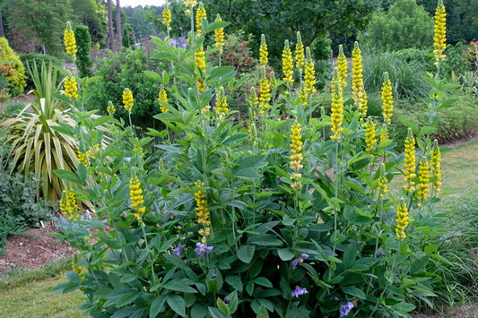 Image of Thermopsis villosa taken at Juniper Level Botanic Gdn, NC by JLBG