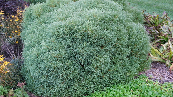 Image of Thuja occidentalis 'Concessarini' taken at Juniper Level Botanic Gdn, NC by JLBG