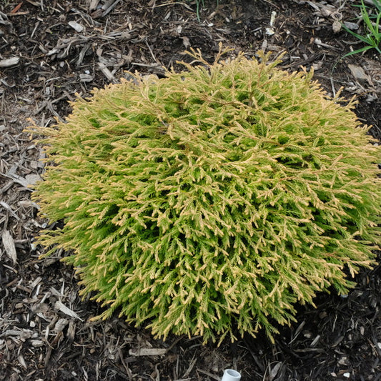 Image of Thuja occidentalis 'Golden Tuffet' taken at Juniper Level Botanic Gdn, NC by JLBG
