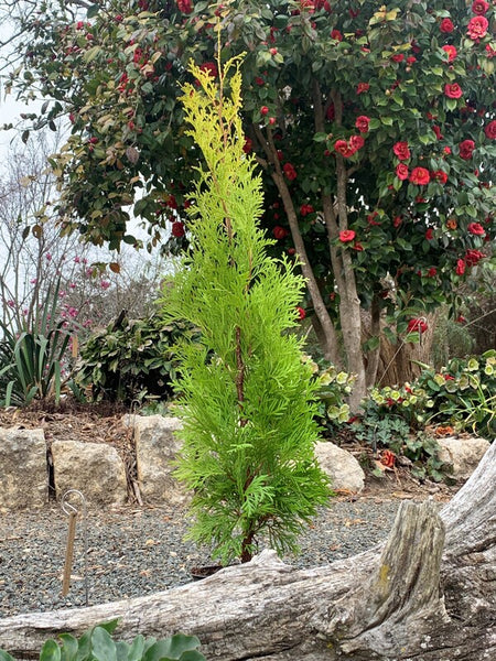 Learn about Thuja occidentalis 'Sunny Smaragd' PP 29,652 | Sunny Smaragd  Arborvitae