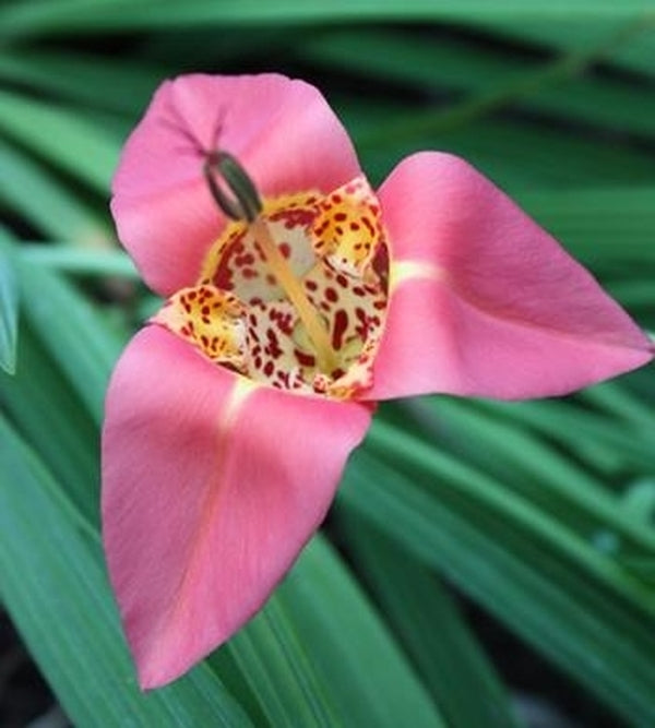 Image of Tigridia pavonia 'Peachy Keen' taken at Juniper Level Botanic Gdn, NC by JLBG