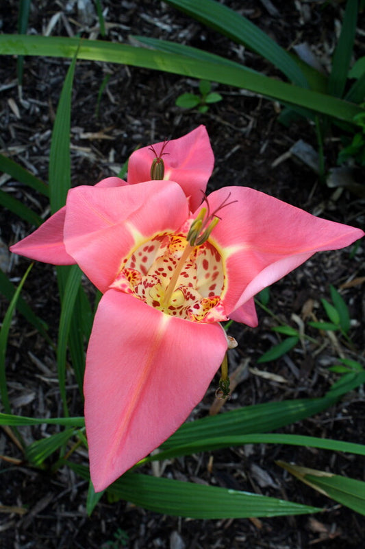 Image of Tigridia pavonia 'Peachy Keen' taken at Juniper Level Botanic Gdn, NC by JLBG