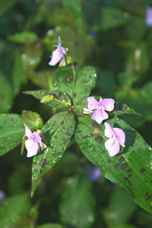 Image of Tinantia pringlei 'Panther'