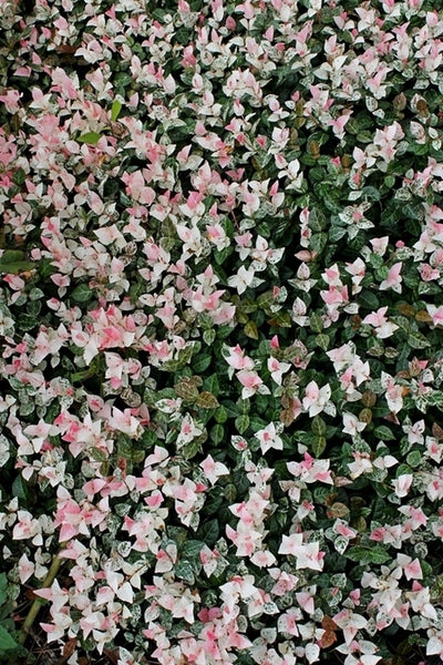 Trachelospermum asiaticum 'Snow Rose'