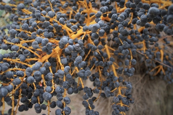 Image of Trachycarpus fortunei 'Bulgaria' taken at Juniper Level Botanic Gdn, NC by JLBG