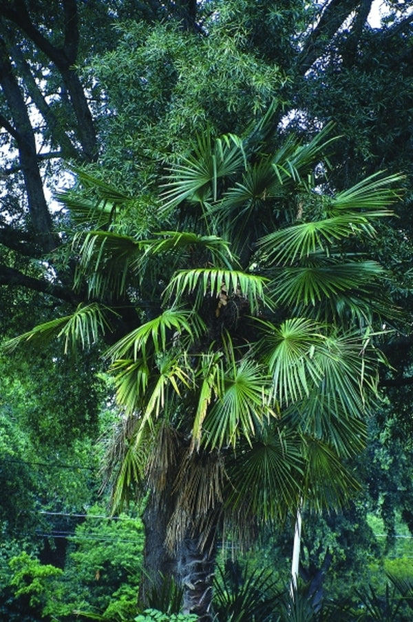 Image of Trachycarpus fortunei 'Taylor' taken at Jaycee Park, NC
