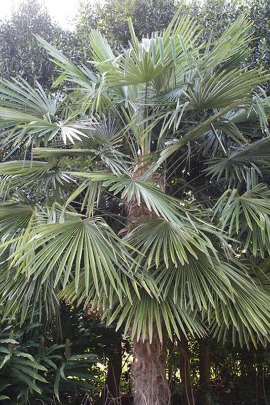 Image of Trachycarpus fortunei 'Taylor' taken at Juniper Level Botanic Gdn, NC by JLBG