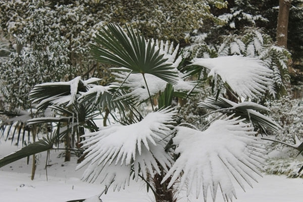 Image of Trachycarpus fortunei 'Wagnerianus' taken at Juniper Level Botanic Gdn, NC by JLBG