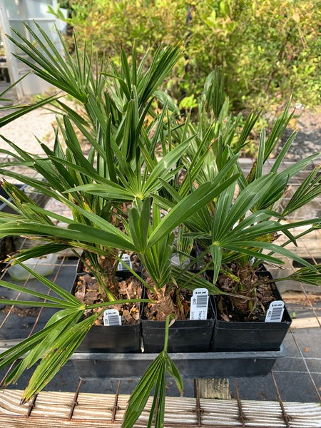Image of Trachycarpus fortunei 'Wagnerianus' taken at Juniper Level Botanic Garden, Raleigh NC by Lidia Churakova