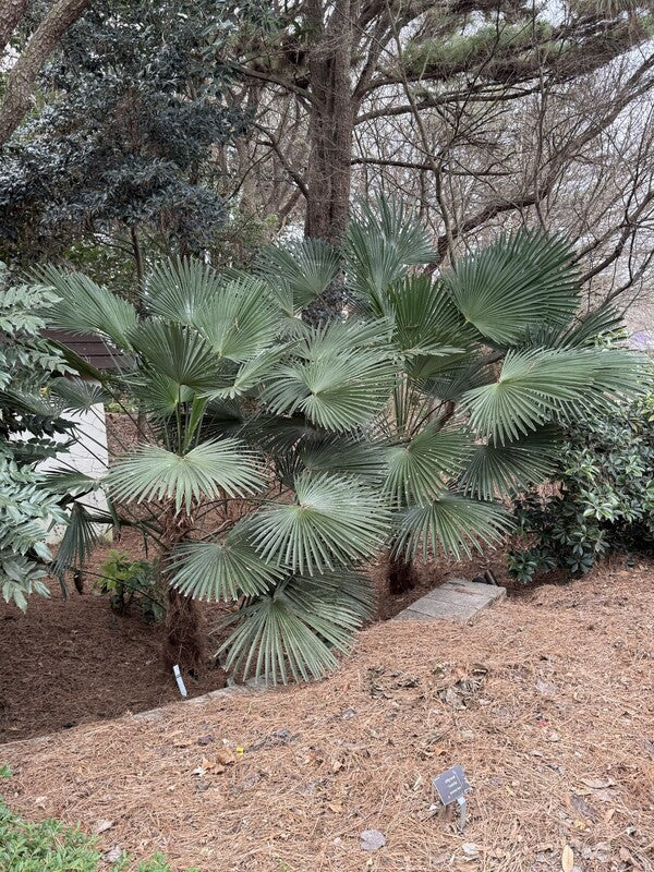Image of Trachycarpus fortunei 'Wagnerianus' taken at J.C. Raulston Arboretum, NC by Z. Hill