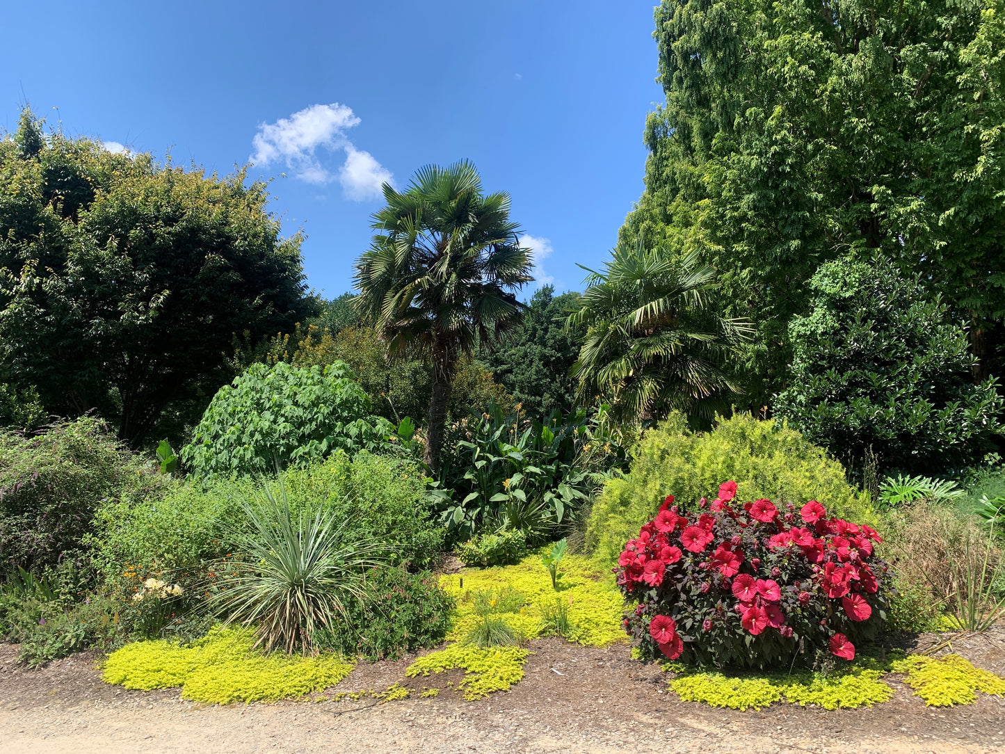 Growing Cold Hardy Palms - Online Only