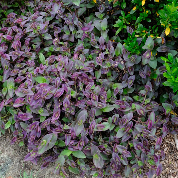 Image of Tradescantia 'Pale Puma'  taken at Juniper Level Botanic Gdn, NC by JLBG