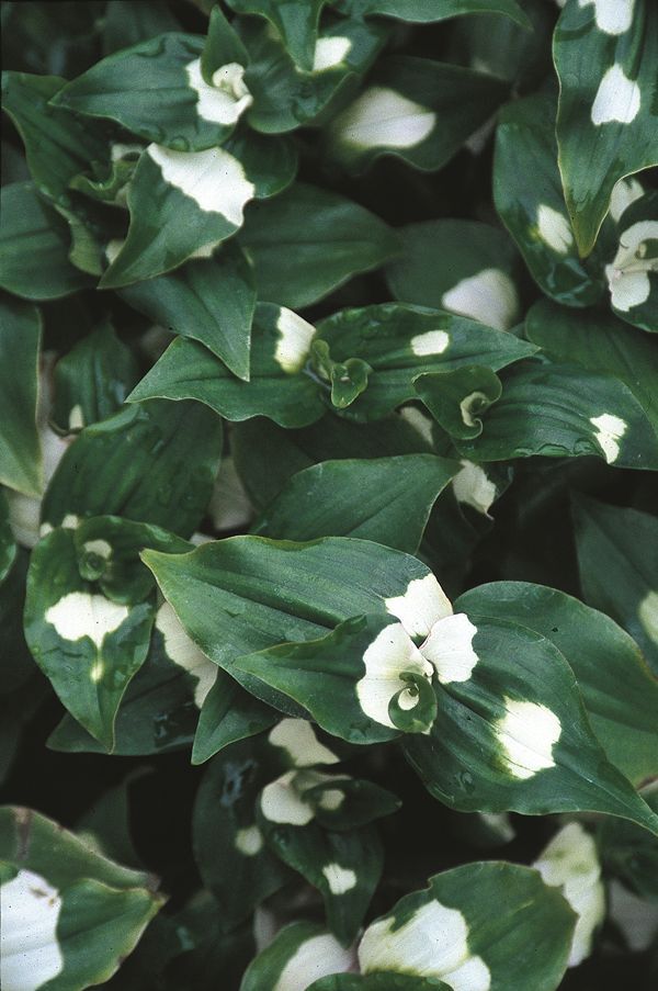 Image of Tradescantia mundula 'Maiden's Blush' taken at Juniper Level Botanic Gdn, NC by JLBG