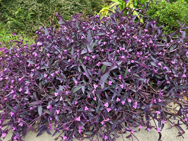 Image of Tradescantia pallida taken at Juniper Level Botanic Gdn, NC by JLBG