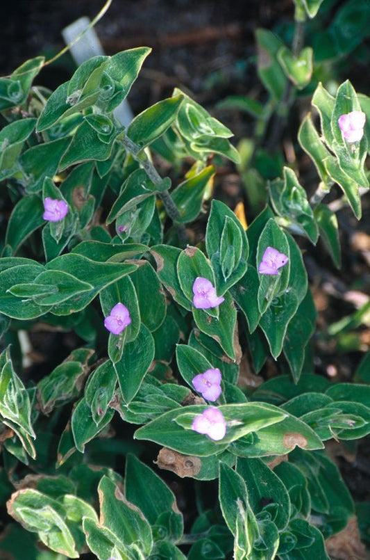 Image of Tradescantia sillamontana 'Hogan's Hero' taken at Juniper Level Botanic Gdn, NC by JLBG
