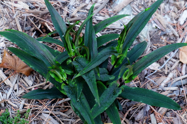 Image of Tricyrtis 'Crow Leaf' taken at Juniper Level Botanic Gdn, NC by JLBG