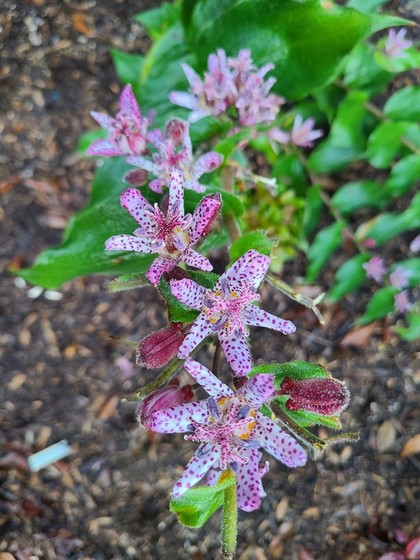Image of Tricyrtis 'Fluffy Orchid' taken at Juniper Level Botanic Gdn, NC by JLBG