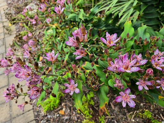 Image of Tricyrtis 'Fluffy Orchid' taken at Juniper Level Botanic Gdn, NC by JLBG