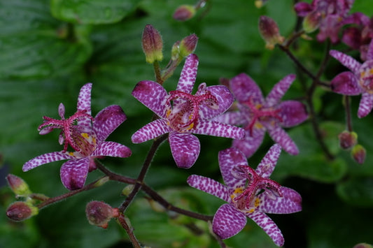 Image of Tricyrtis 'Manten no Hoshi' taken at Juniper Level Botanic Gdn, NC by JLBG