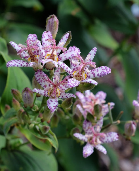 Learn about Tricyrtis 'Momoe' | Momoe Toad Lily | Perennial