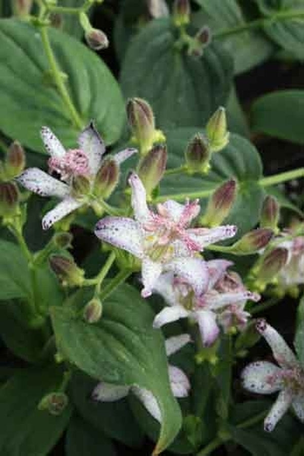 Image of Tricyrtis 'Momoyama' taken at Juniper Level Botanic Gdn, NC by JLBG