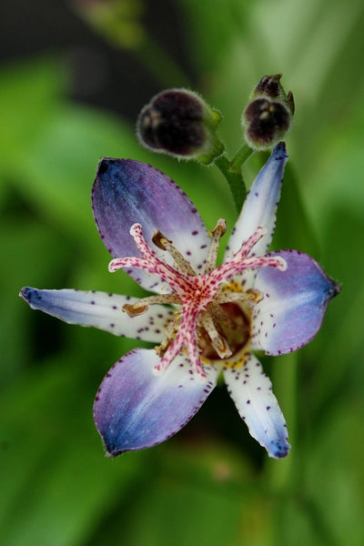 Learn about Tricyrtis 'Shizuka Gozen' | Shizuka Gozen Toad Lily