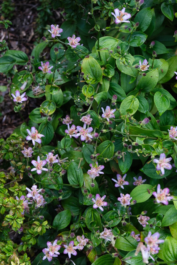 Image of Tricyrtis 'Sparkles' taken at Juniper Level Botanic Gdn, NC by JLBG