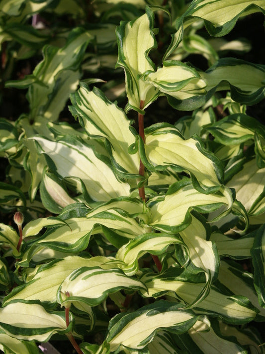 Image of Tricyrtis 'White Waves' PP 20,007 taken at Juniper Level Botanic Gdn, NC by JLBG