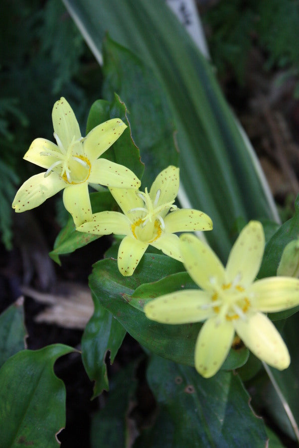 Image of Tricyrtis flava taken at Juniper Level Botanic Gdn, NC by JLBG