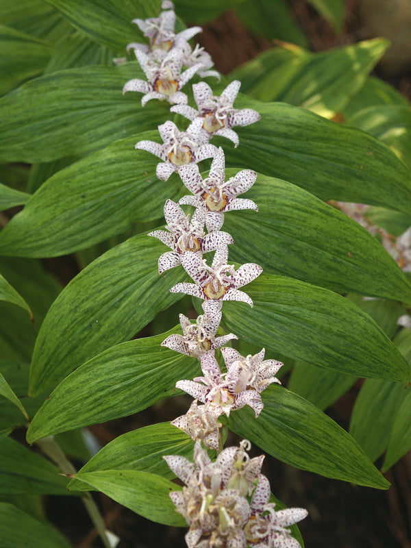 Image of Tricyrtis hirta 'Lightning Strike' taken at Juniper Level Botanic Gdn, NC by JLBG