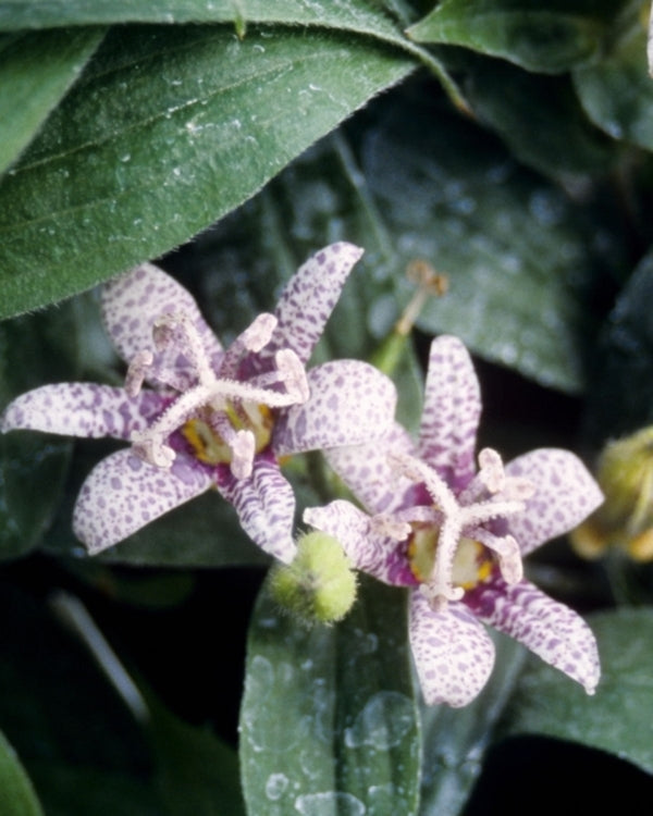 Image of Tricyrtis hirta 'Miyazaki' taken at H. Hansen Gdn, MN by H. Hansen
