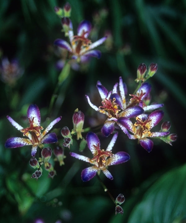 Image of Tricyrtis lasiocarpa taken at Juniper Level Botanic Gdn, NC by JLBG