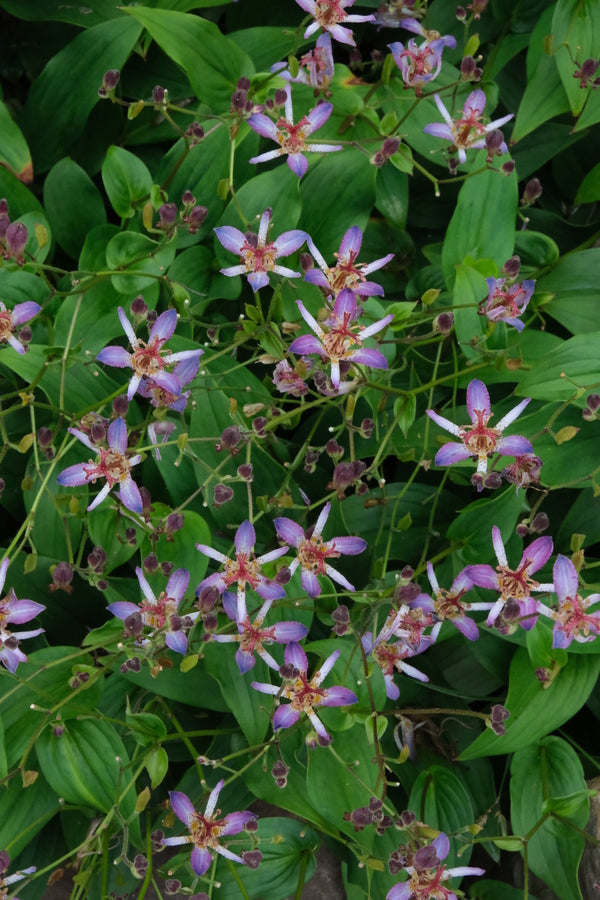 Image of Tricyrtis lasiocarpa taken at Juniper Level Botanic Gdn, NC by JLBG