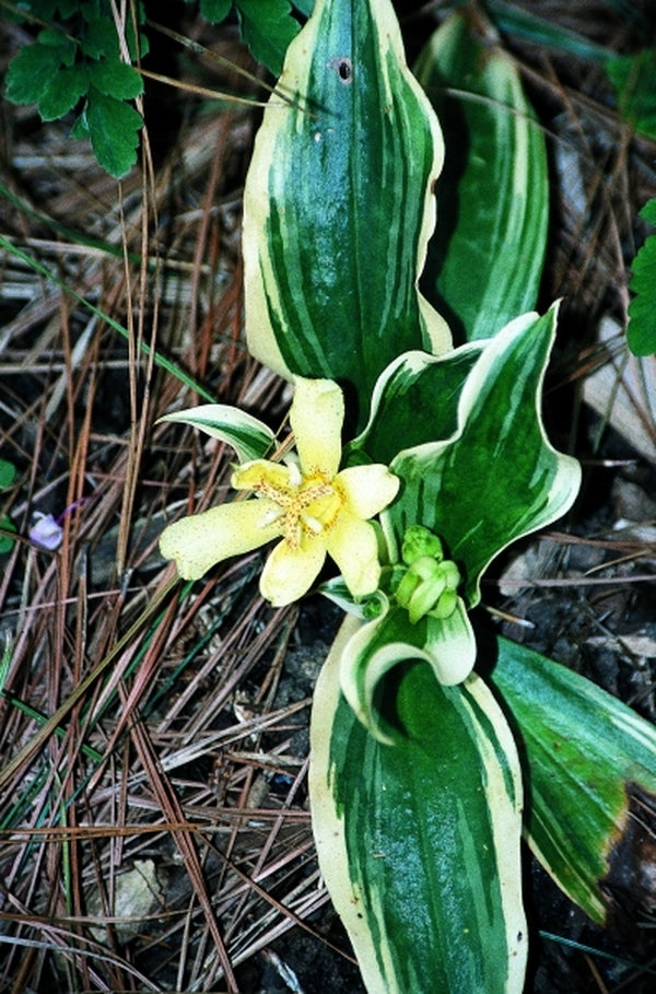 Image of Tricyrtis ohsumiensis 'Nakatsugawa' taken at Juniper Level Botanic Gdn, NC by JLBG