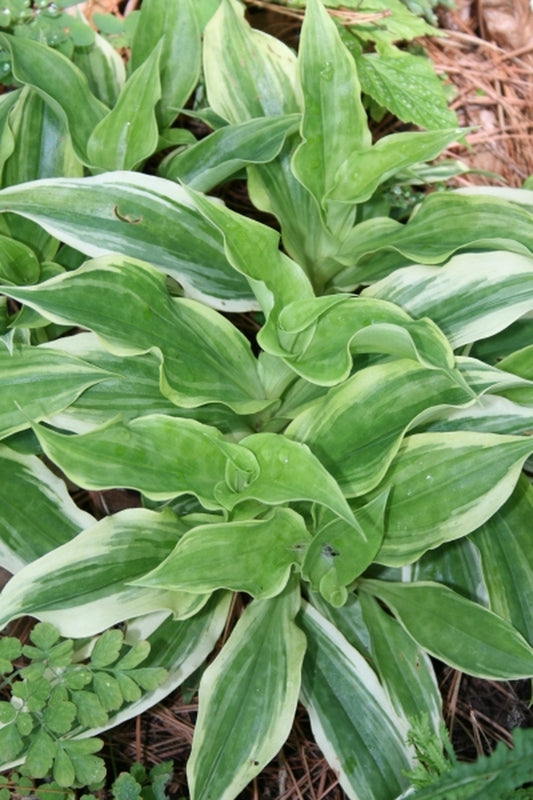 Image of Tricyrtis ohsumiensis 'Nakatsugawa' taken at Juniper Level Botanic Gdn, NC by JLBG