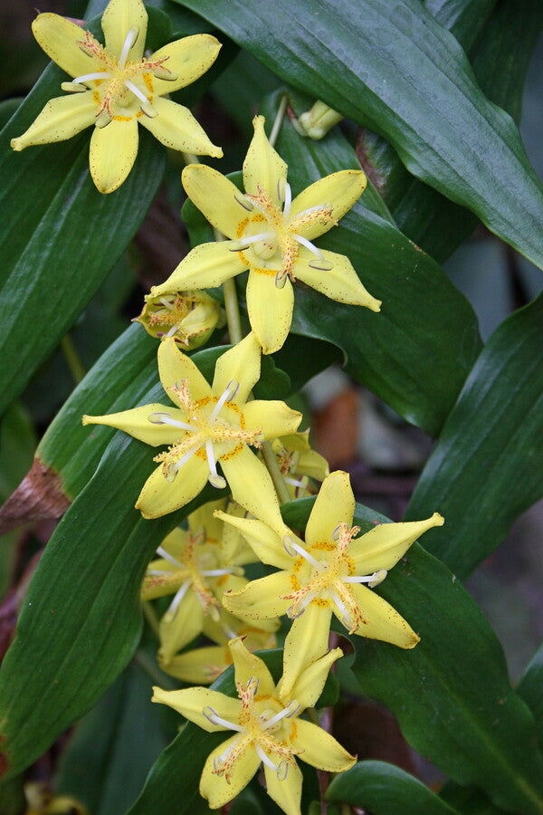 Image of Tricyrtis perfoliata taken at Juniper Level Botanic Gdn, NC by JLBG