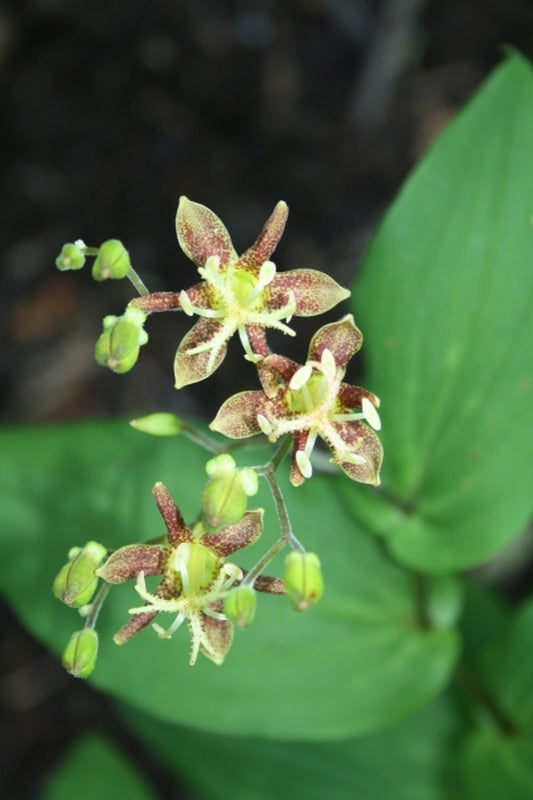 Image of Tricyrtis puberula taken at Juniper Level Botanic Gdn, NC by JLBG