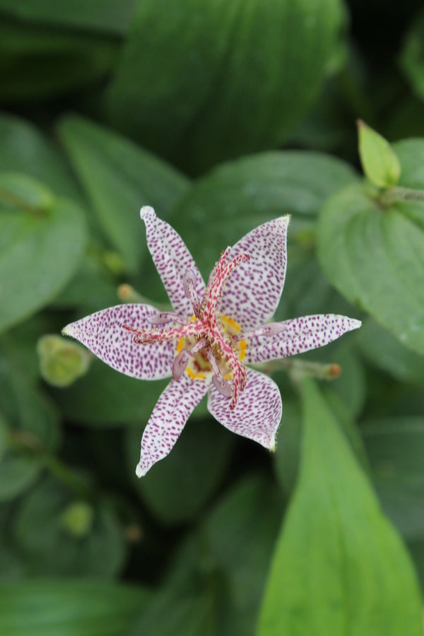Image of Tricyrtis ravenii 'All the Rave' taken at Juniper Level Botanic Gdn, NC by JLBG