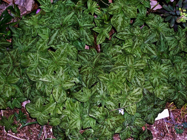 Image of Trillium 'Julia' taken at Prewitt Gdn, TN by J. Prewitt
