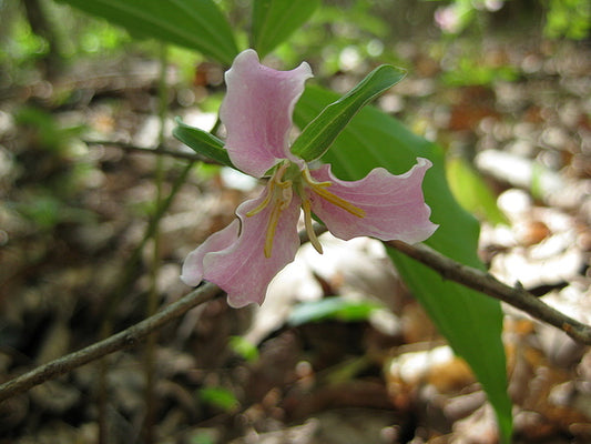 Image of Trillium catesbyi 'Monroeco' taken at In Situ, TN by C. Voris