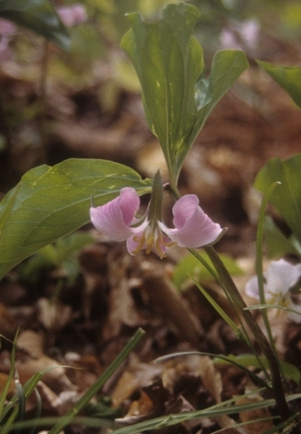 Image of Trillium catesbyi Pickens Co, SC taken at Lochmere, NC