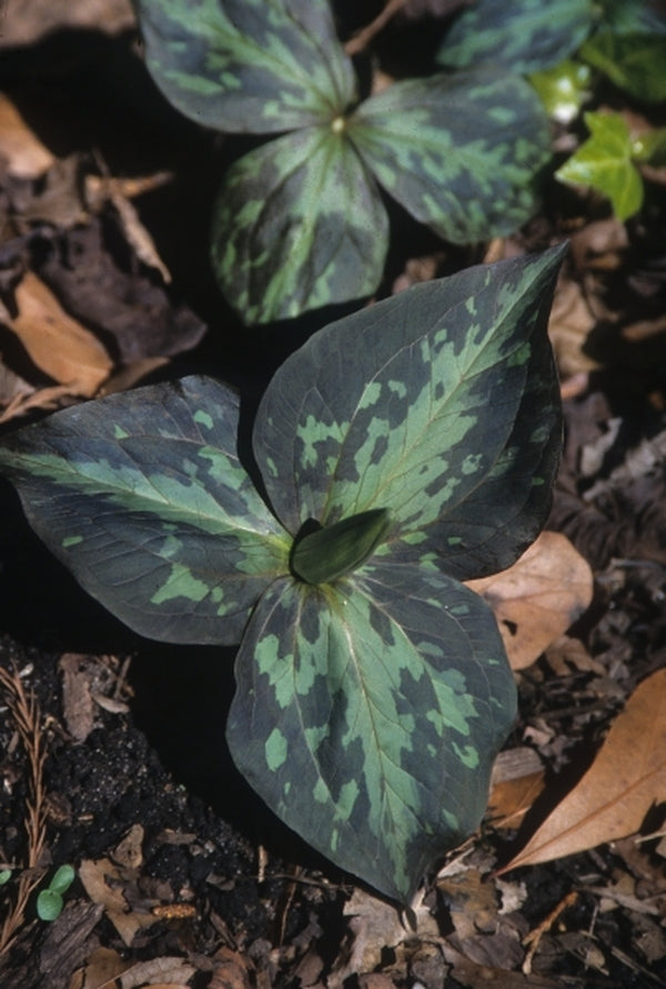 Image of Trillium cuneatum coll. #A11NC-114 taken at Juniper Level Botanic Gdn, NC by JLBG
