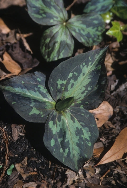 Image of Trillium cuneatum coll. #A11NC-114 taken at Juniper Level Botanic Gdn, NC by JLBG