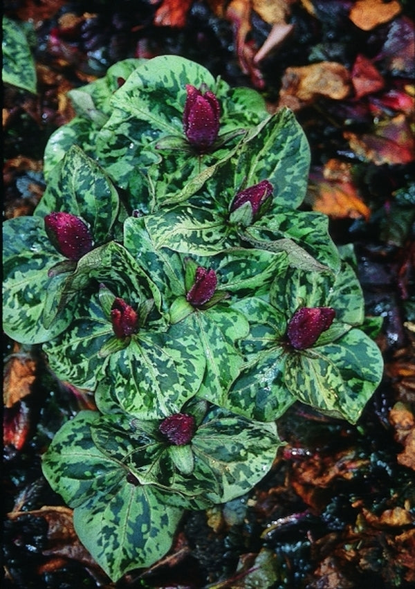 Image of Trillium cuneatum taken at Juniper Level Botanic Gdn, NC by JLBG