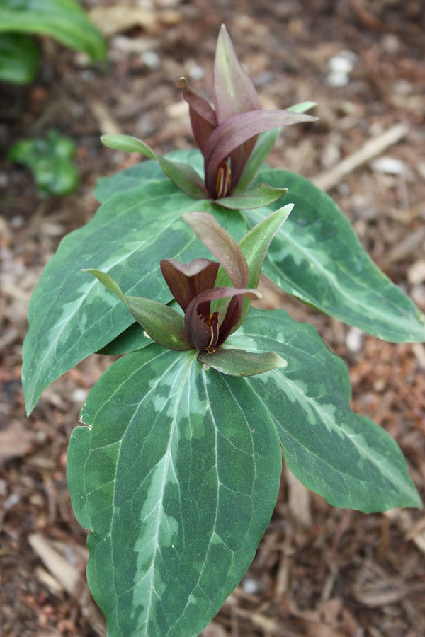 Image of Trillium decipiens 'Russellmania' taken at Juniper Level Botanic Gdn, NC