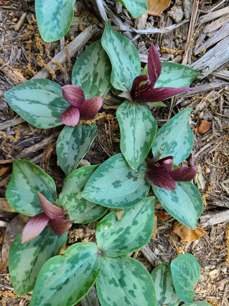 Image of Trillium decumbens 'Jefferson Gems' taken at Juniper Level Botanic Gdn, NC by JLBG