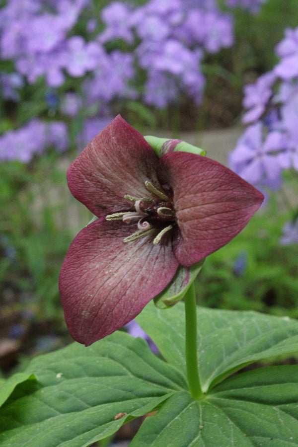 Image of Trillium x flexatum dark pink form taken at Juniper Level Botanic Gdn, NC by JLBG