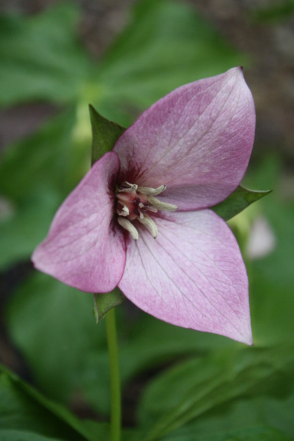 Image of Trillium x flexatum pink blush taken at Dryad