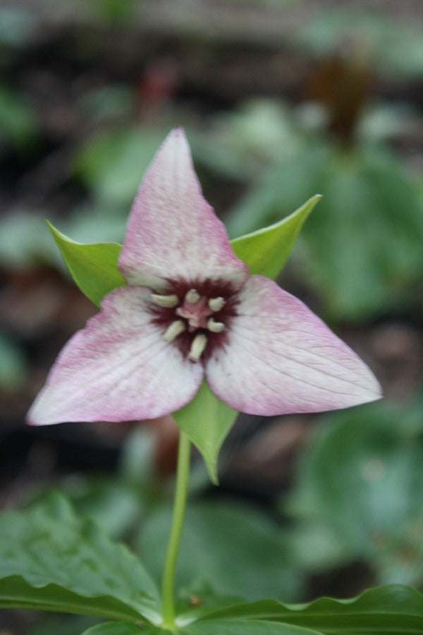 Image of Trillium x flexatum pink blush taken at Dryad