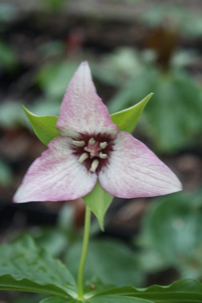Learn about Trillium x flexatum pink blush | Hybrid Trillium